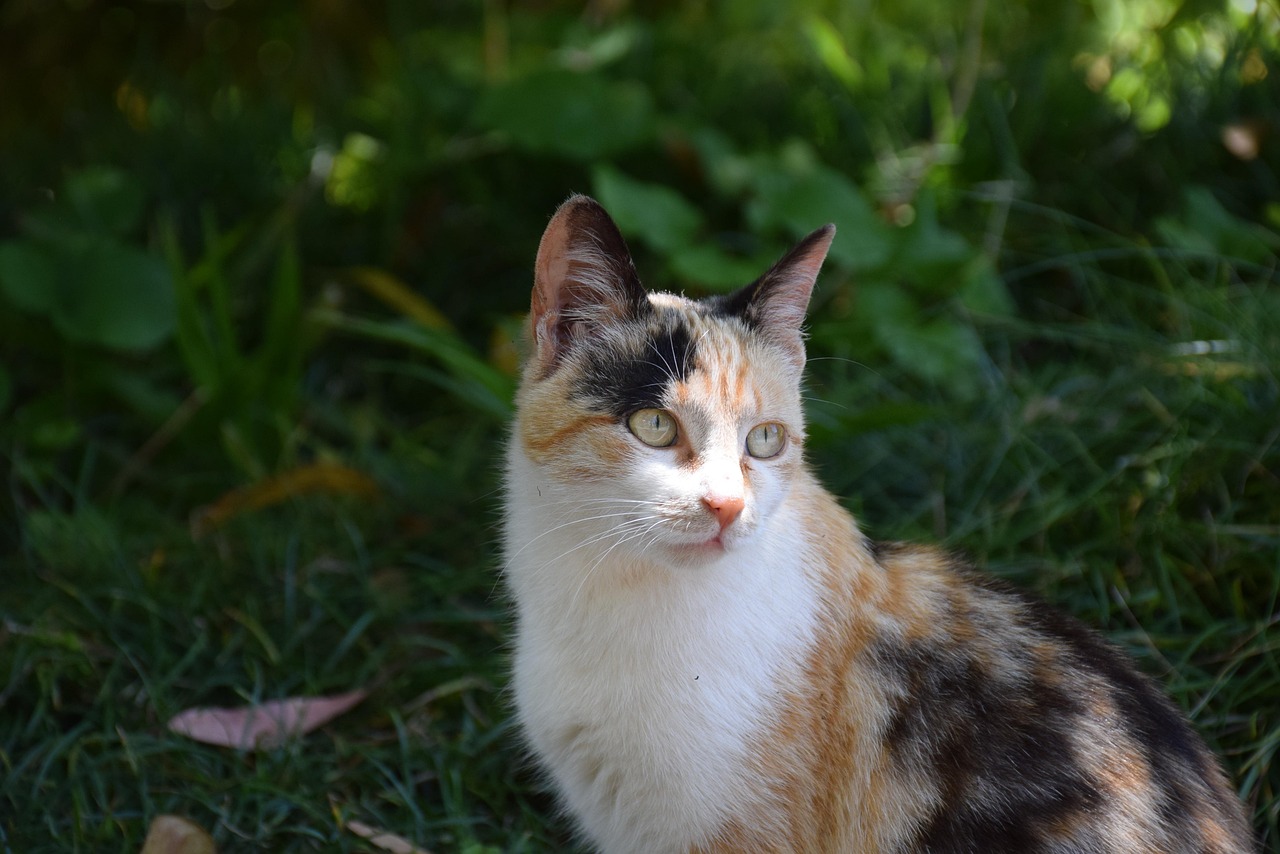 雌猫们，一部手机观看的现代都市电影